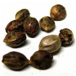 Семена марихуаны АК-47  (Seeds AK-47) в Краснокаменске